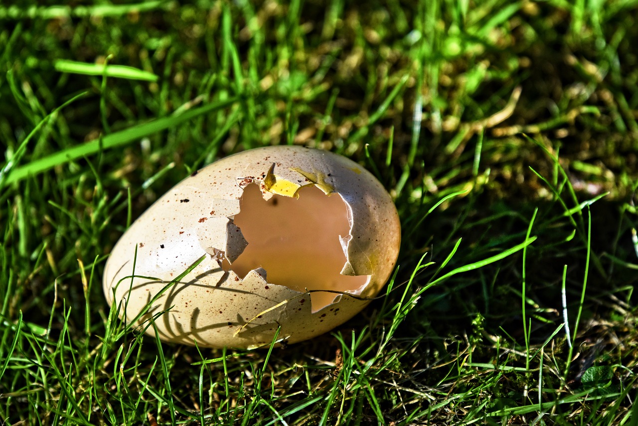 Arti Mimpi Makan Telur Pecah Busuk Ibnu Sirin Ahli Tafsir Mimpi