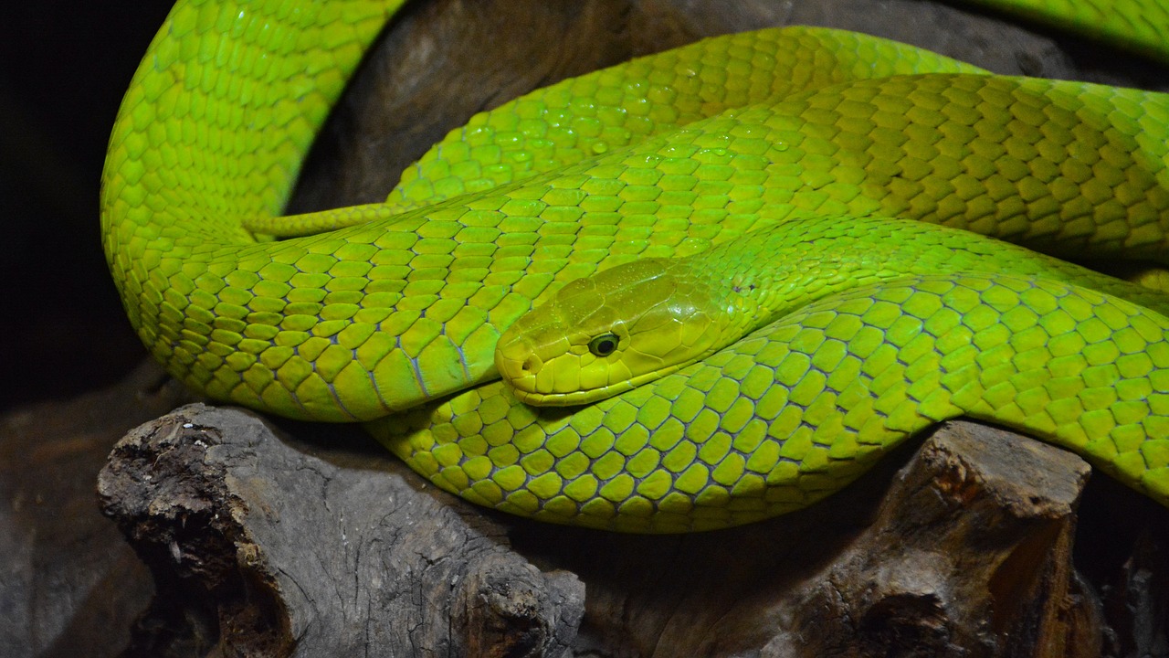 mimpi ular hijau