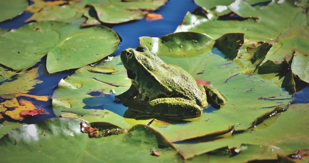 mimpi katak hijau