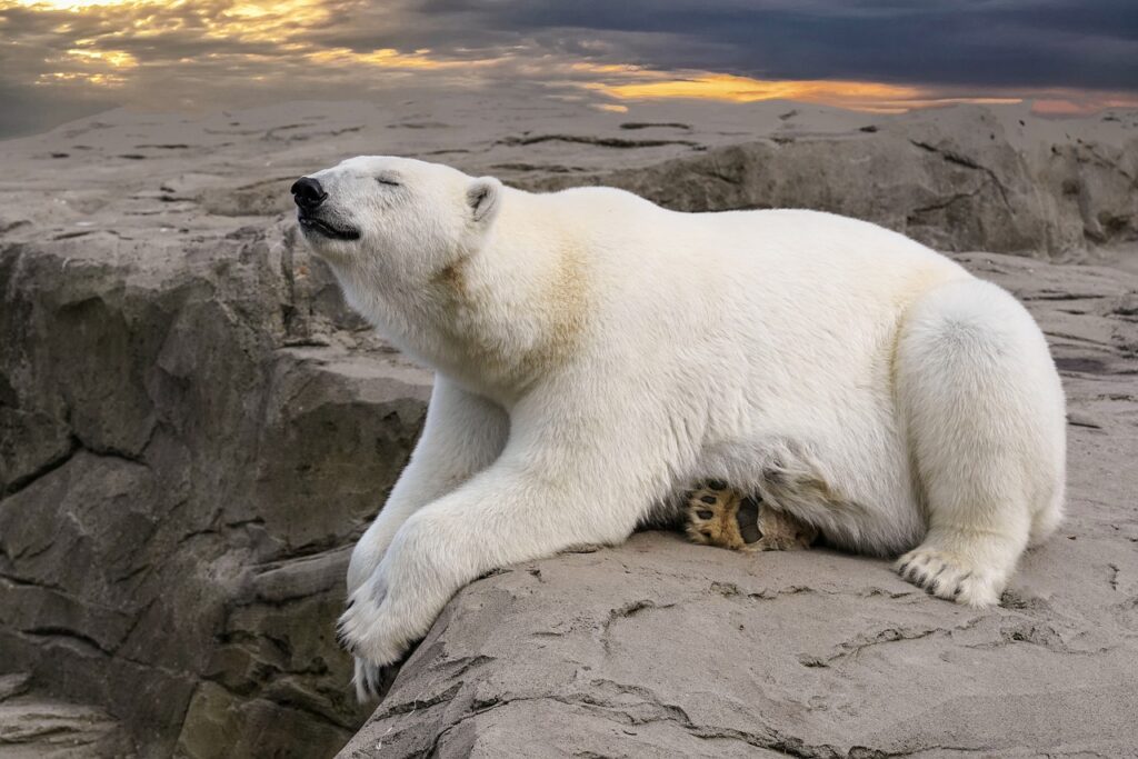 Arti Mimpi Beruang Kutub